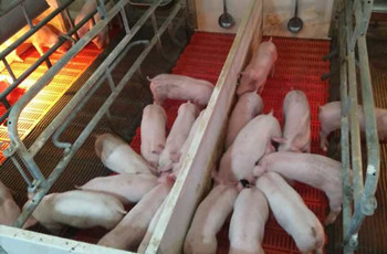 ob欧宝·体育仔仔宝——7-60日龄乳仔猪教槽、诱食、促长专家